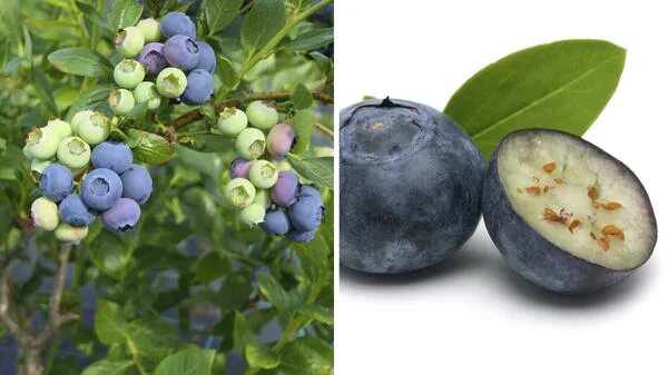 Blueberry черника или голубика. Черника и голубика разница. Что лучше черника или голубика. Черника и голубика разница. Что лучше черника или голубика.