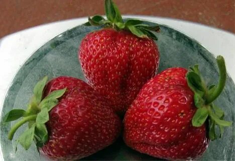 Сорт клубники альбион описание характеристики