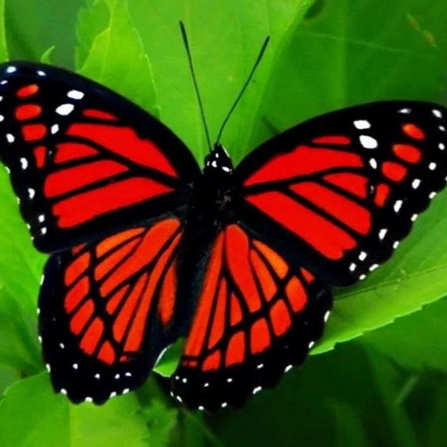 Бабочка. Красная бабочка. Красно черная бабочка. Черно красная бабочка. Включи бабочки 2