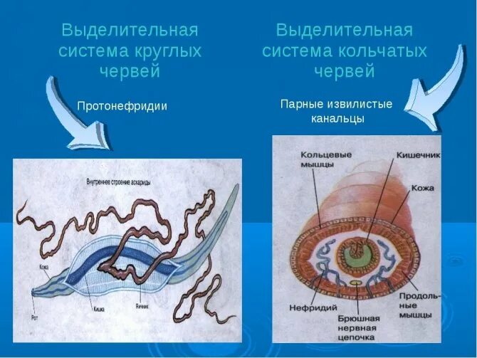 Назовите примеры круглых червей Вторичная полость тела рисунок