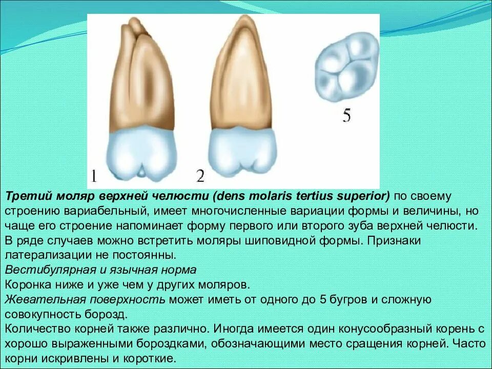 Третий Нижний моляр анатомия. Анатомия зуба первого моляра нижней челюсти. Второй моляр верхней челюсти Бугры. Моляр верхней челюсти три корня.