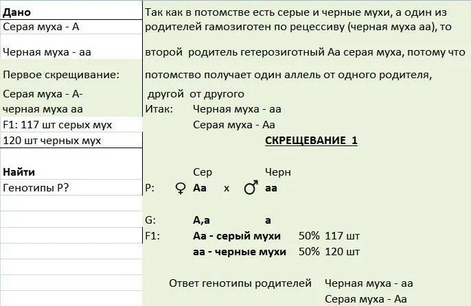 Гомозиготную по обоим признакам серую муху