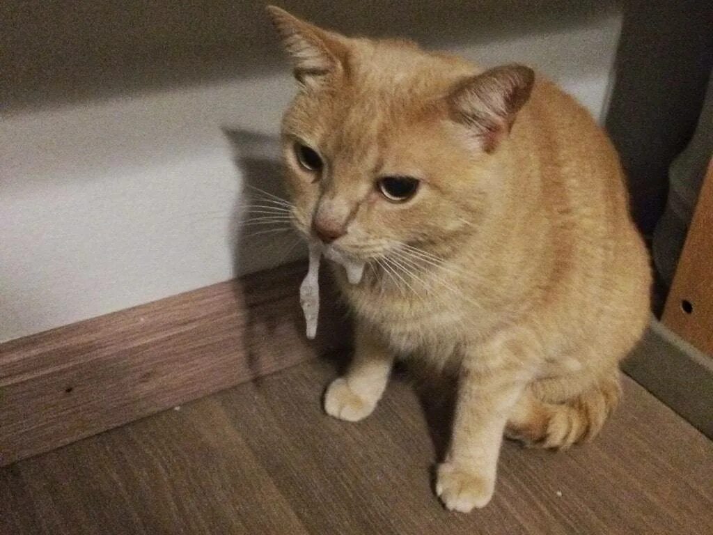 У котенка слюни изо рта