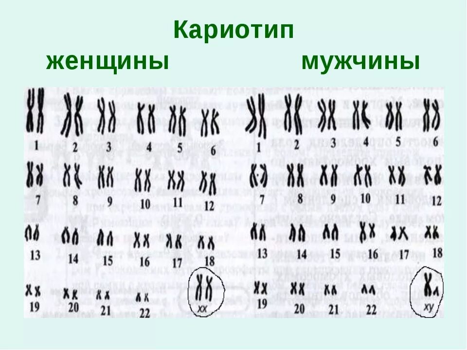 Кариотип человека определяют