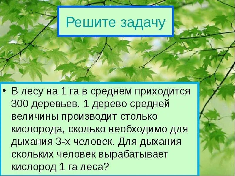 Сколько деревьев на гектаре. Количество деревьев на 1 га. количество деревьев в лесу на 1 га. на 1 гектаре сколько деревьев. сколько деревьев в 1 гектаре леса.