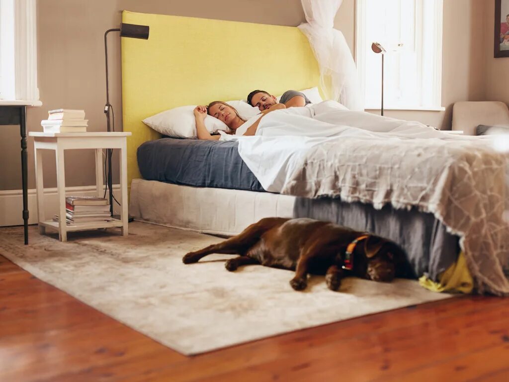 The petting room. Кровать для собаки. Кровать для собаки рядом с хозяином. Щенок на кровати спальня. Собачка в кровати.