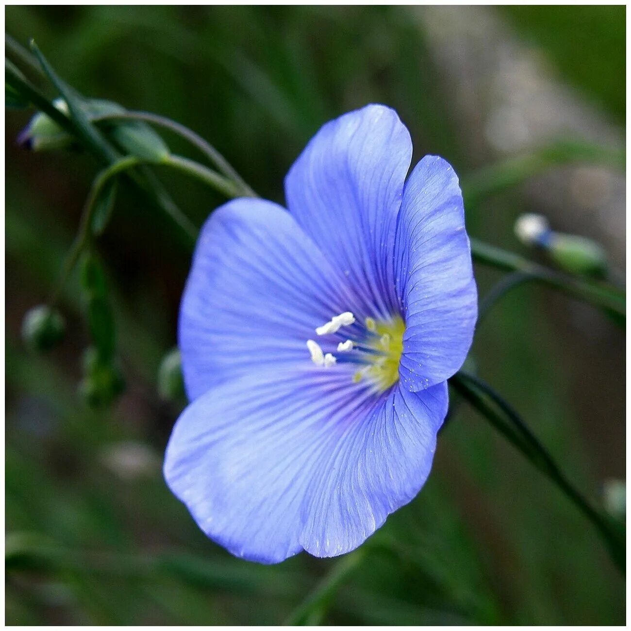 Лен вые. Лен обыкновенный - Linum usitatissimum. Лён обыкновенный (Linum usitatissimum l.). Лён обыкновенный долгунец. Лютик голубой полевой.