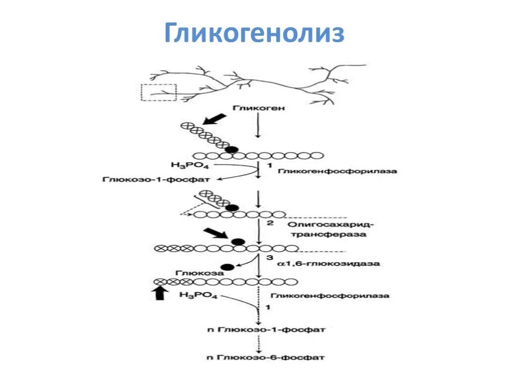 Расщепление гликогена в печени. Схема гликогенолиза биохимия. Гликогенолиз биохимия схема. Схема процесса гликогенолиза. Гликогенолиз схема реакций.