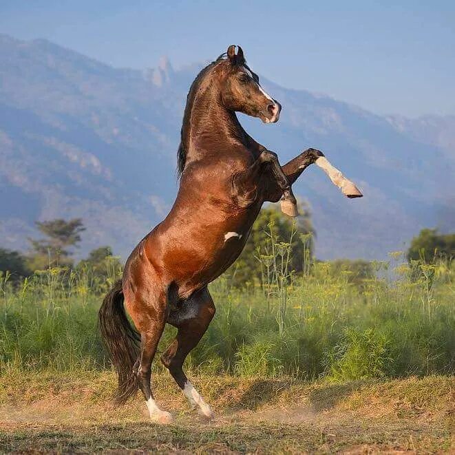 Indian horse. Катхиавари порода лошадей. Марвари лошадь.