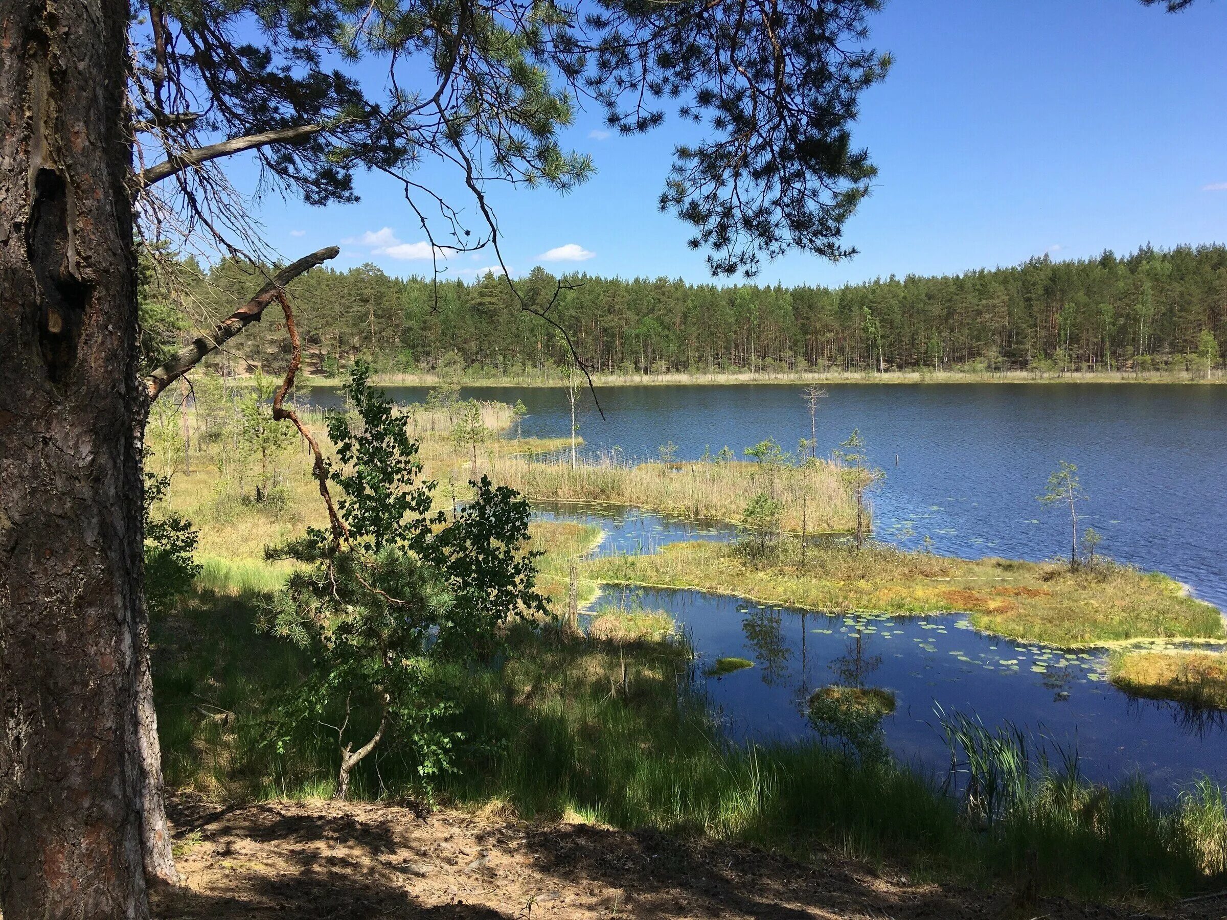 Озеро Рой Сосновский район Нижегородская. Озеро Шишовское Сосновский район Нижегородская область. Озеро Рой Сосновского района Нижегородской области. Озеро Родионово Сосновский район.