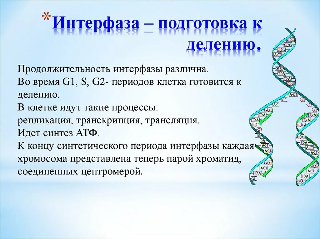 Интерфаза подготовка клетки к делению. Интерфаза это подготовка к делению. Деление клетки интерфаза. Продолжительность интерфазы. Фаза подготовки клетки к делению