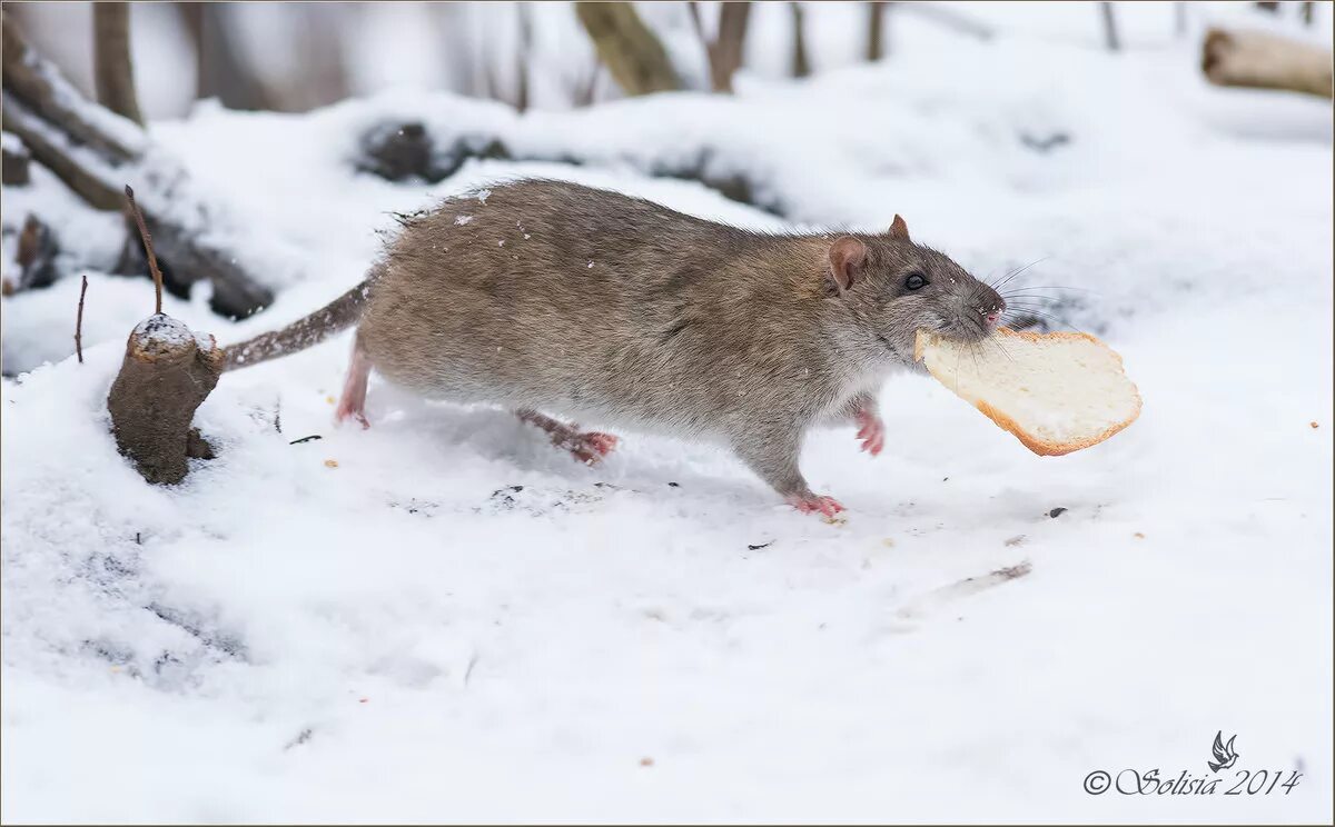 январь крыса