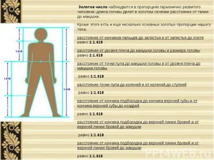 Какая длина у человека