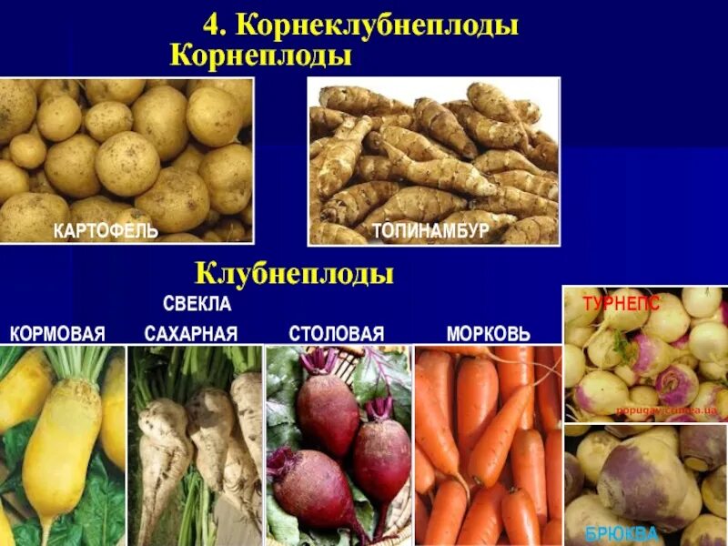 Корнеплод свеклы и клубень картофеля. Корнеплоды. Картофель и корнеплоды. Корнеклубнеплоды и корнеплоды. Корнеплоды клубнеплоды и бахчевые.