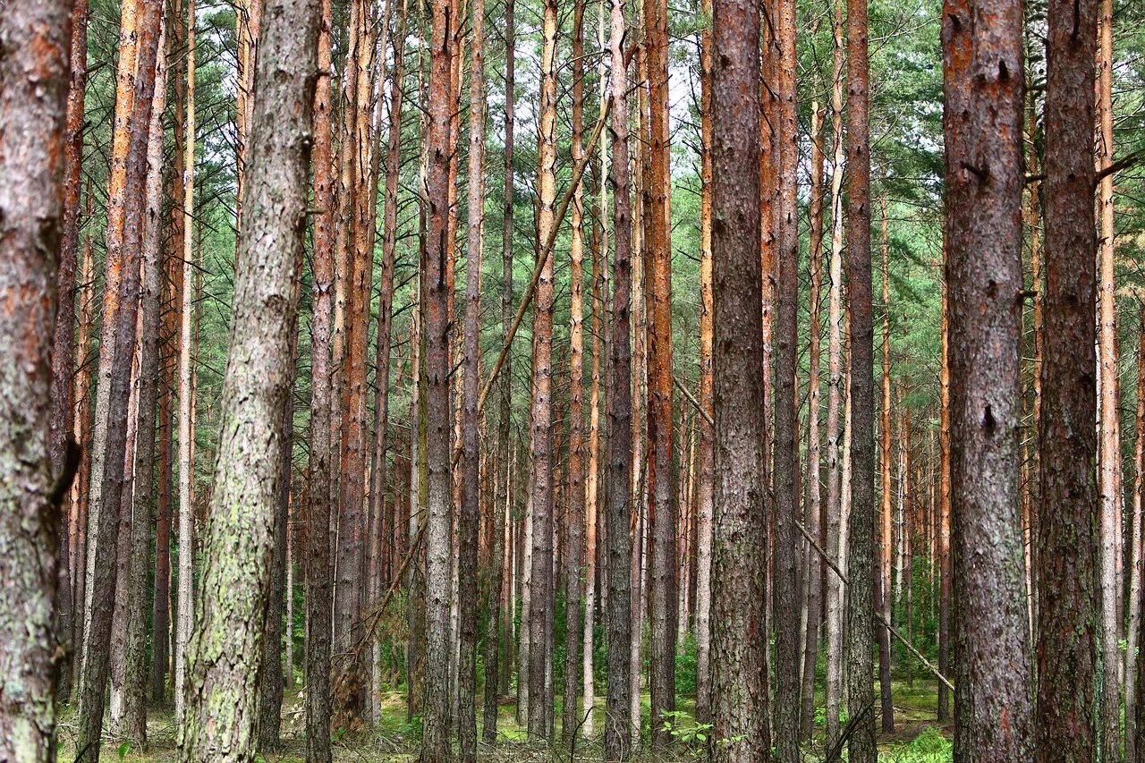 Леса число. Хвойный лес нижегородская область. хвойный опад сосны. хвойные леса нижегородской области. сосновый лес в нижегородской области.