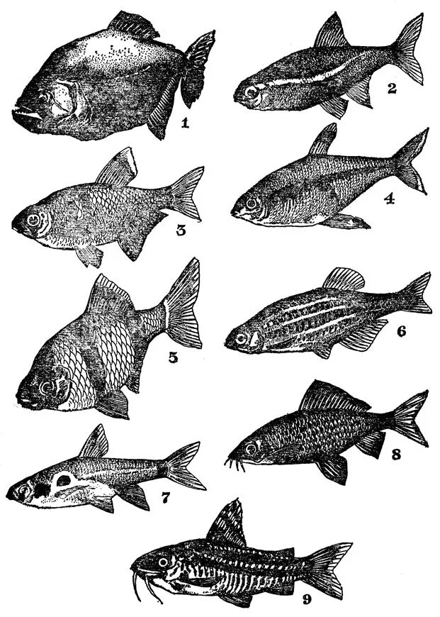 лучеперые костистые рыбы представители. отряд карпообразные рыбы представители. отряды костных рыб таблица 7 класс. отряд карпообразные представители. карпообразные рыбы представители.