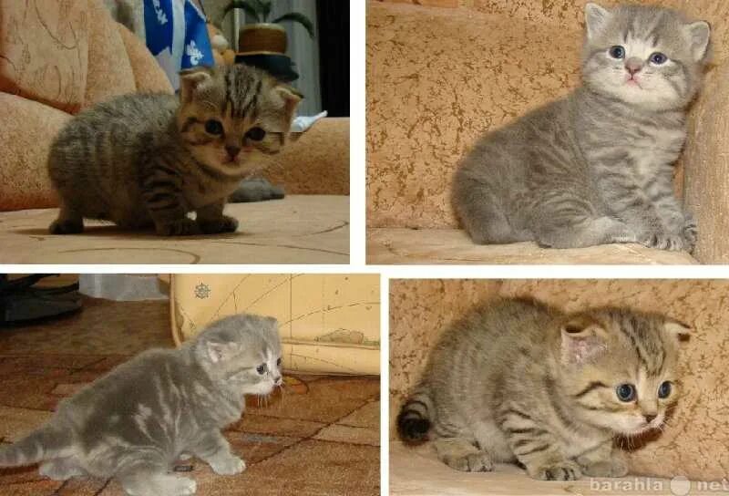 Как отличить шотландских котят. Котята от британца и обычной. Как отличить шотландских котят. Как отличить шотландских котят. Шотландский и британский прямоухий кот различия.