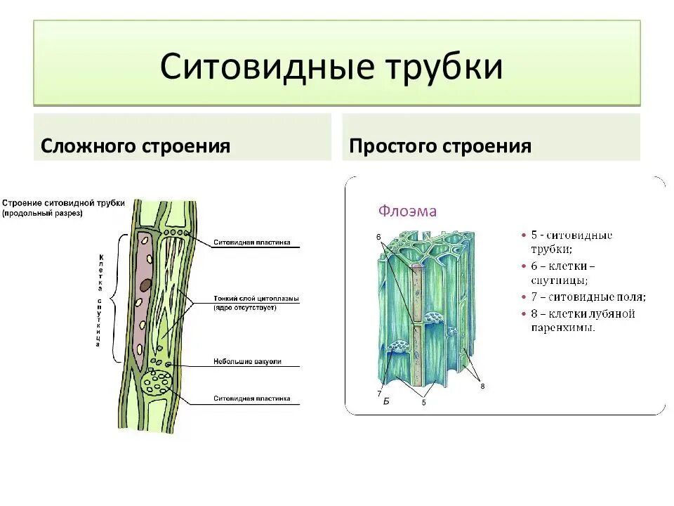 Структуры проводящих тканей растения. Ситовидные клетки и ситовидные трубки. Строение ситовидных трубок листа. Что такое ситовидные трубки луба в биологии. Ситовидные трубки 6 кл.