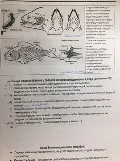 Приспособление рыб к условиям обитания 7 класс