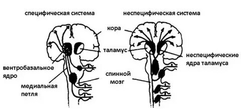 Неспецифические структуры мозга