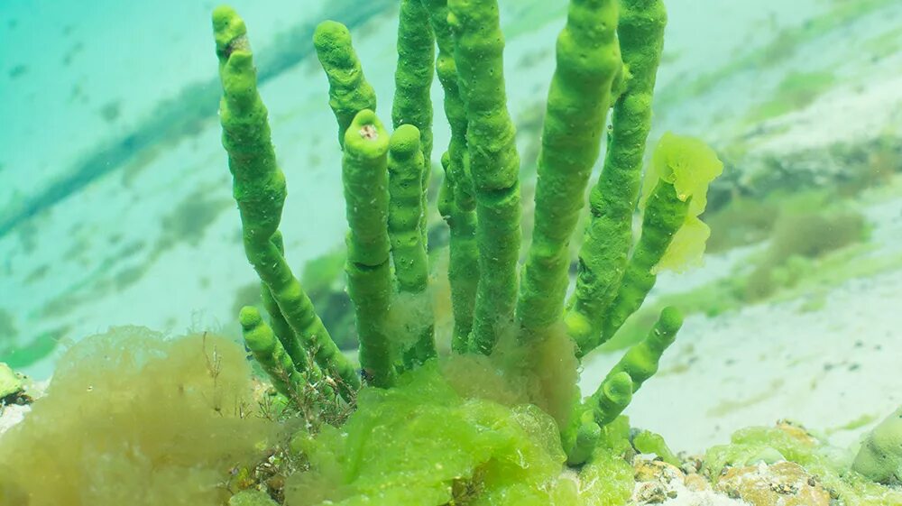 озеро байкал пресноводные губки. озеро байкал байкальская губка. синезеленые водоросли байкала. водоросли эндемики байкала. бурые водоросли алярия.