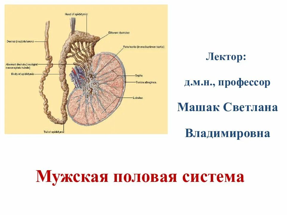 Мужская половая система. Строение мужской половой системы. Строение внутренних мужских половых органов. Мужская половая система презентация.