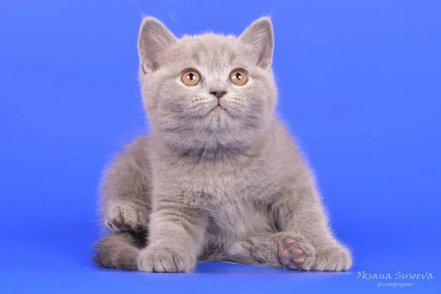 Кот голубого окраса. Британский кот расцветки голубая лазурь. британские котята окрас голубой золотой. британец с голубыми глазами. британец голубого окраса.