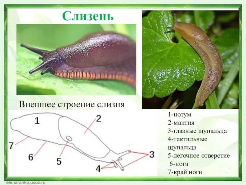 Отсутствием какого важного элемента отличается слизень. Отсутствием какого важного элемента отличается слизень