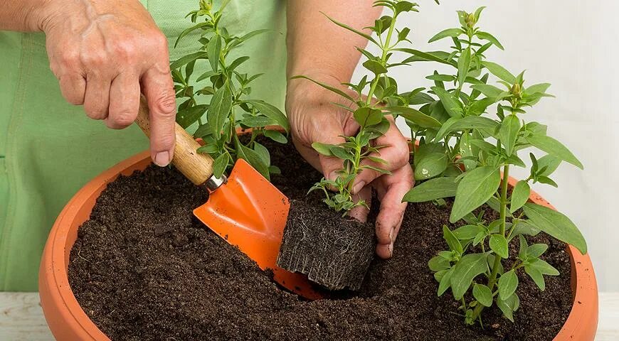 Высаживание рассады перца. Львиный зев пикировка рассады. Рассадка рассады томатов. Высадка рассады в 2024 году. Высадка рассады.