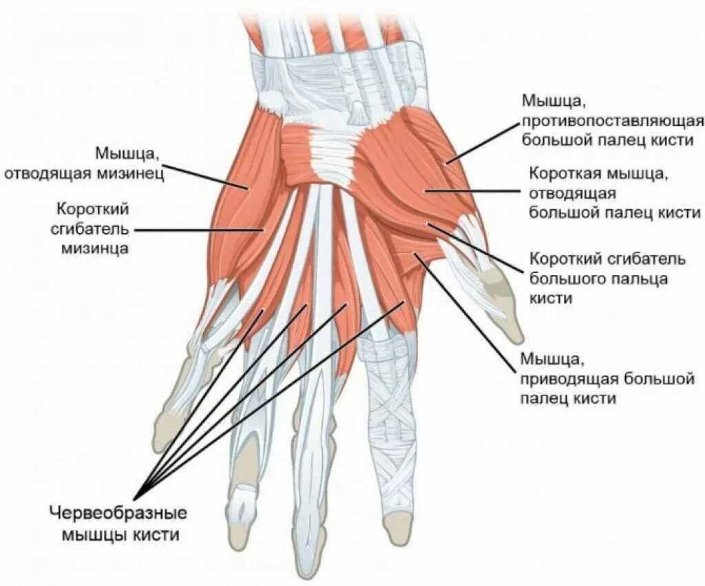 Связки на руке. Мышцы кисти анатомия Тенар. Мышцы кисти вид спереди. Медиальная группа мышц кисти. Мышцы сгибатели пальцев кисти.