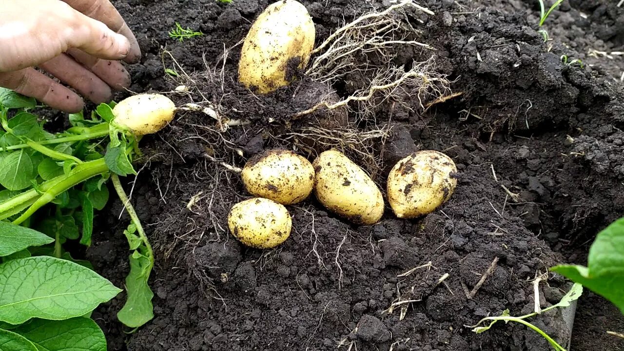 Картофель Зекура: описание сорта, отзывы