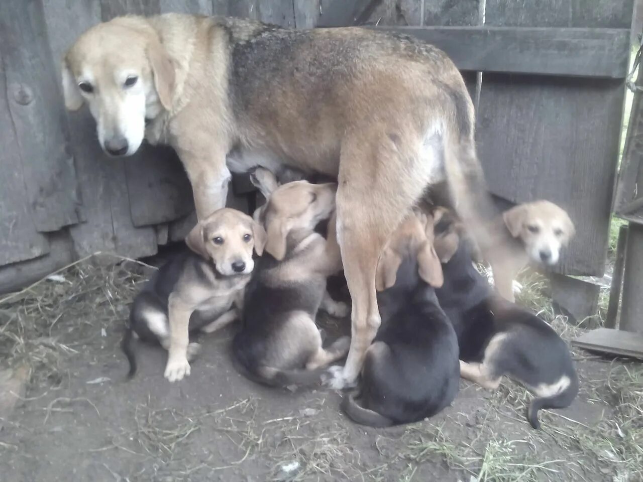 Продажа щенков русской. Щенки русской гончей элита. Русская гончая щенок 1 месяц. Русская гончая кутенок. Русская гончая щенки 2 месяца.