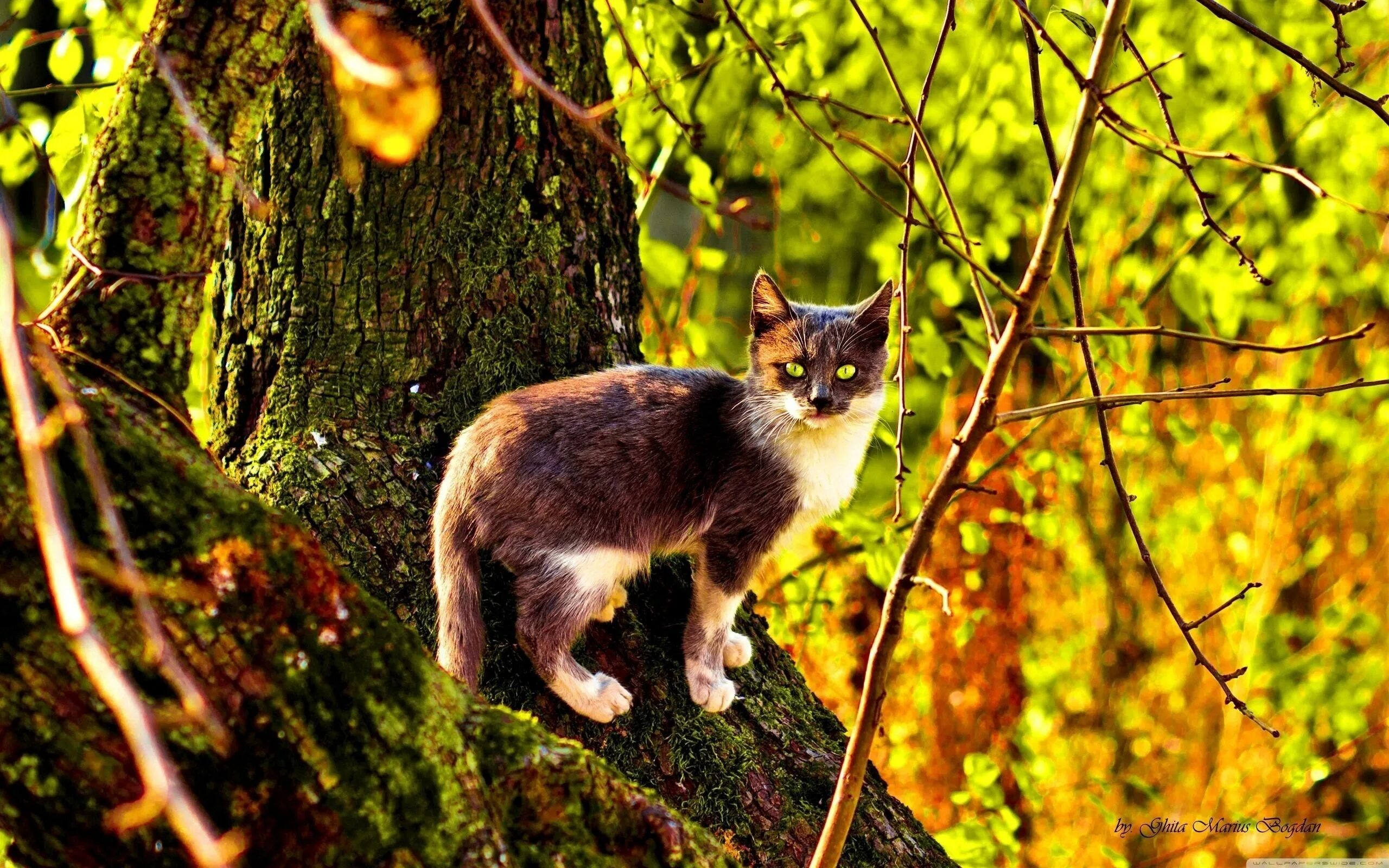 Кот живущий на дереве. Кошка на природе. коты в лесу. котенок в лесу. серая кошка в лесу.