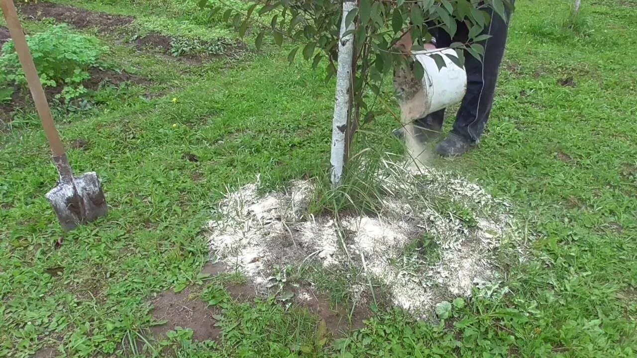 Можно ли вносить доломитовую муку весной. Доломитка для огорода. Удобрение для деревьев. Внесение извести для деревьев. Известь для огорода.