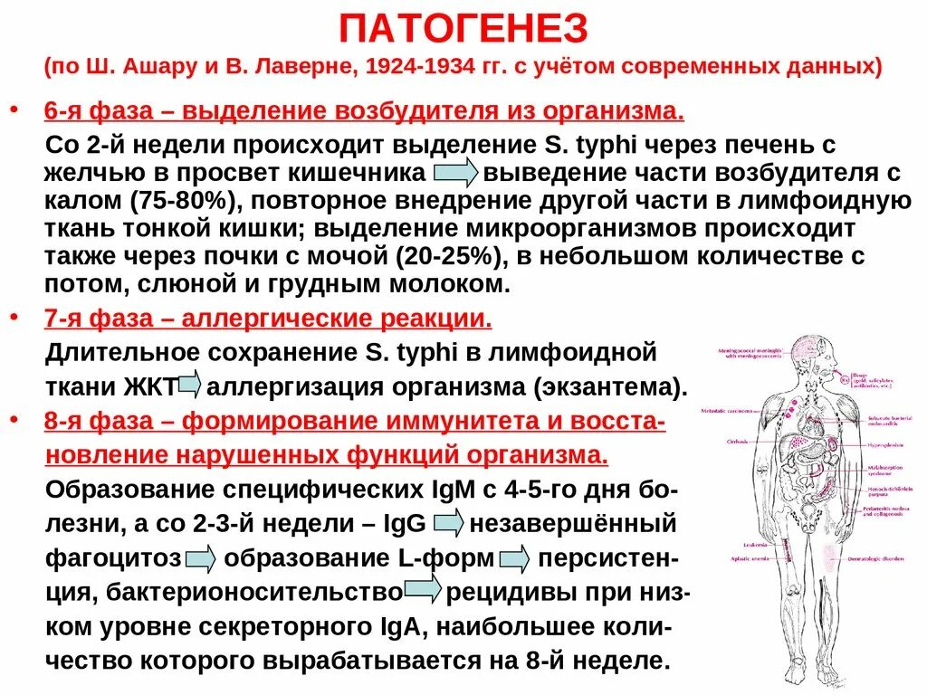 Брюшной тиф патогенез по неделям. Патогенез брюшного тифа. Брюшнотифозная сыпь патогенез. Брюшной тиф патогенез схема. Этиология сыпей