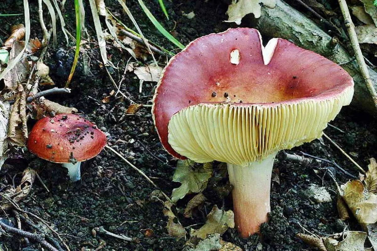 Сыроежка трубчатый или. Сыроежка жгучеедкая. Russula alutacea. Сыроежка едкая жгучеедкая. Сыроежка охристая.