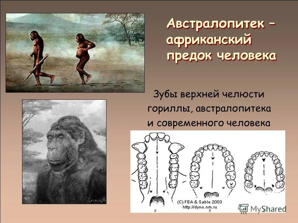 австралопитек последовательность. челюсть австралопитека. рамапитек этапы эволюции. австралопитек последовательность. австралопитек последовательность.