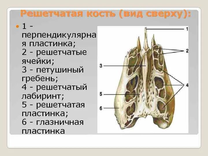 Гребень латынь. Решетчатая кость решетчатая пластинка. Лабиринт решетчатой кости на латыни. Решетчатая кость черепа анатомия. Воздухоносные кости решетчатая кость.