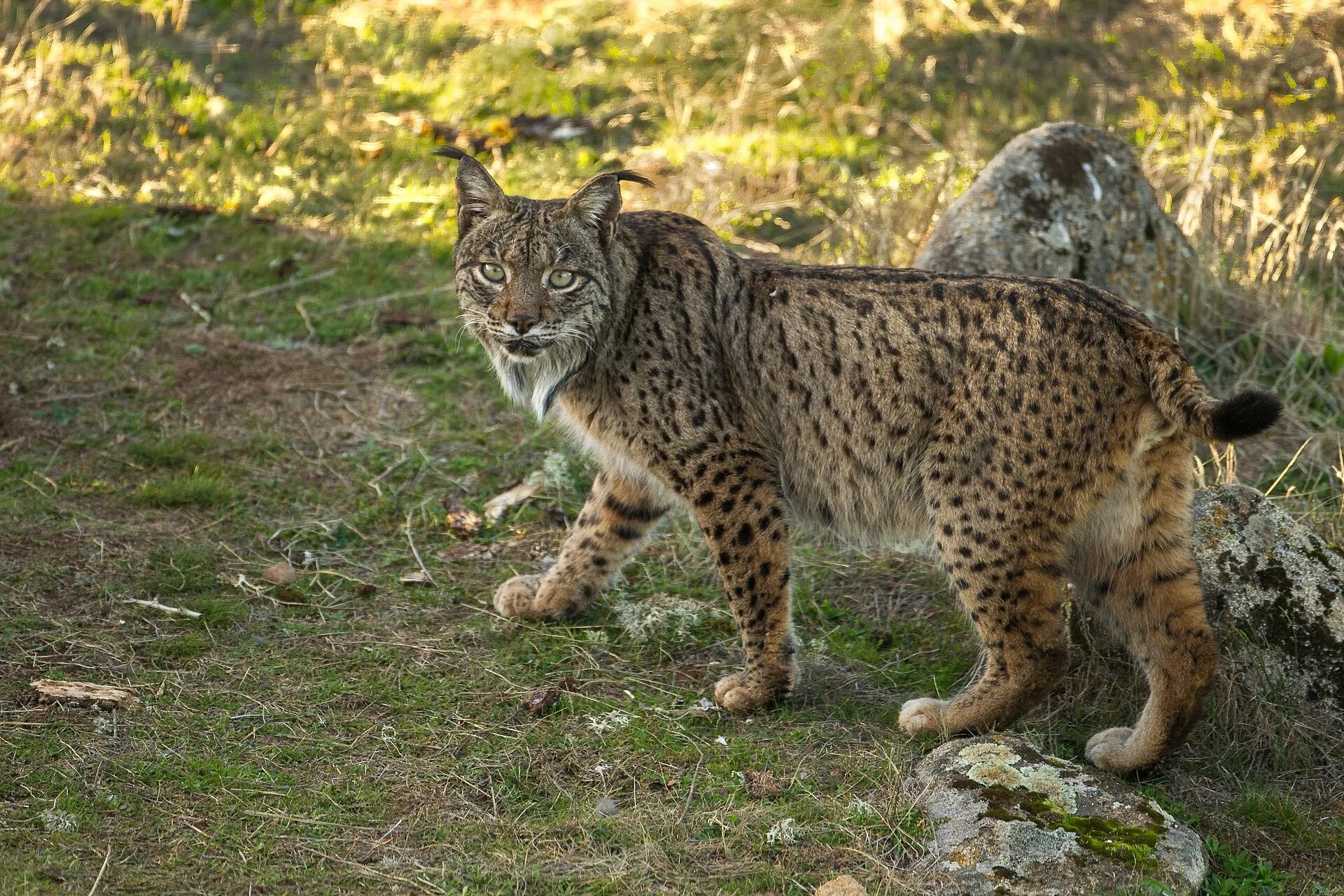 Пиренейская Рысь. Пиренейская (испанская) Рысь. Иберийская Рысь. Lynx pardinus Пиренейская Рысь. Ход рысью