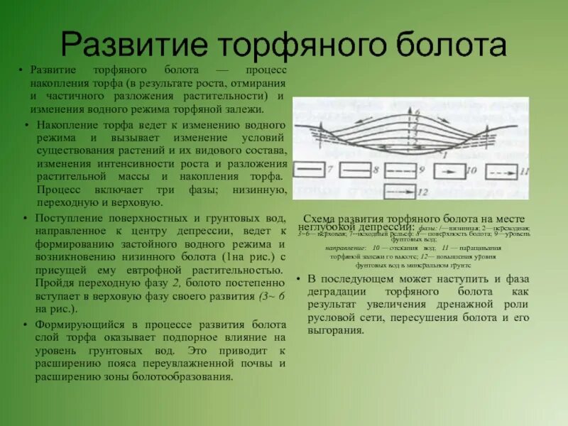 Какой состав болота. Торфяные болота схема. Болото структура. Образование торфа схема. Верховые болота и низинные болота.