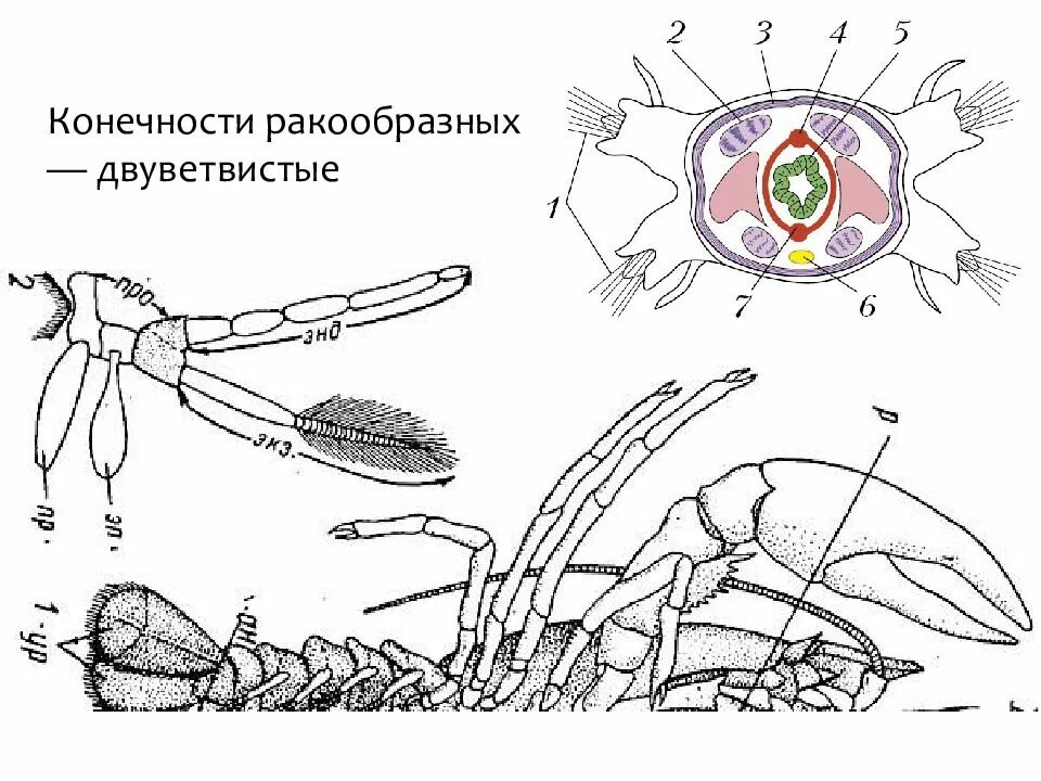 Схема ракообразного. Схема строения двуветвистой конечности ракообразного. Строение двуветвистой конечности ракообразных. Строение типичной двуветвистой конечности ракообразного. Строение конечностей ракообразных.