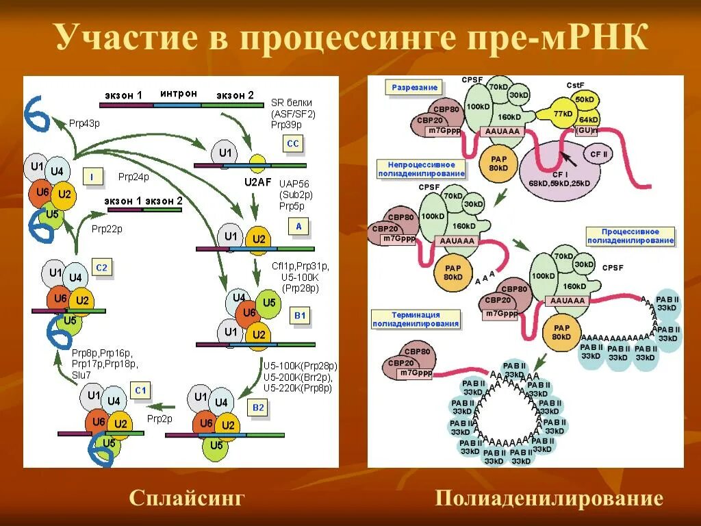 Полиаденилирование пре-МРНК. Участие в процессинге МРНК. Процессинга пре-МРНК. Процессинг белков биохимия. Процессинг белка этапы