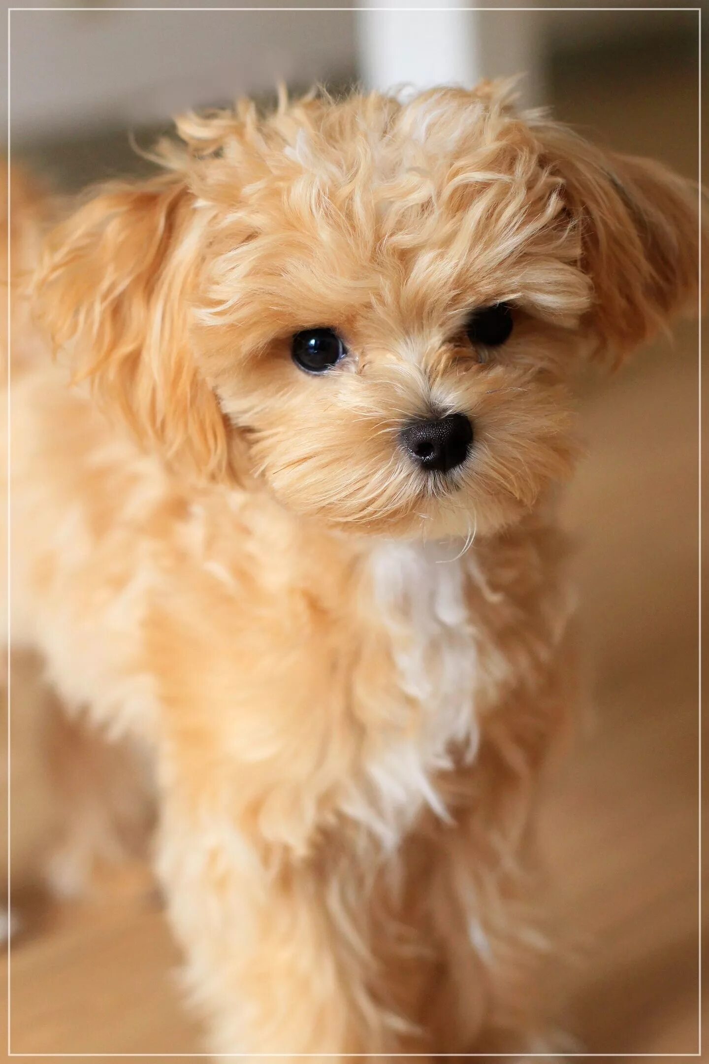 Maltipoo Dog Breed Information & Characteristics Maltipoo, Maltipoo dog, Dog bre