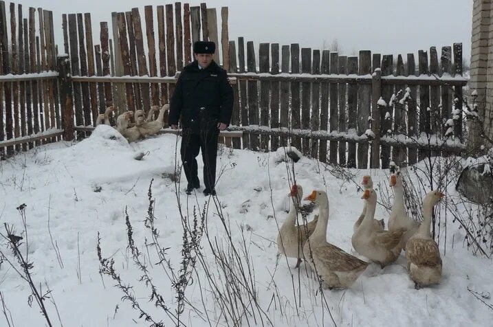 Островское посёлок Костромская область. Кострома Гусь Островский. Островское чудный край. Украла гуси