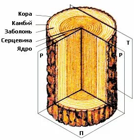 Какая ткань образует камбий