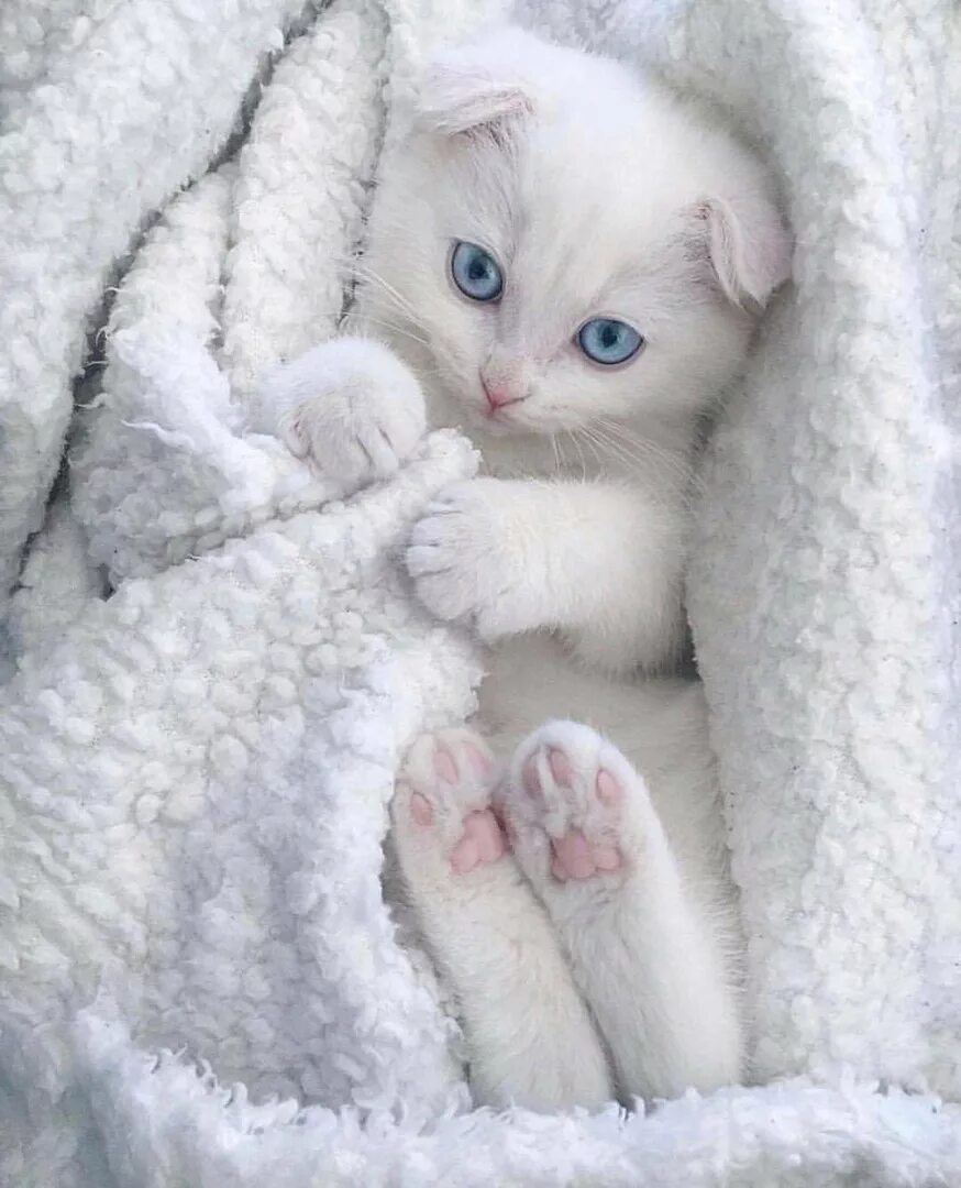 Картинки милые с котиками доброе. Нежная кошка. Нежные котята. Милый белый котенок. Красивый белый котенок.