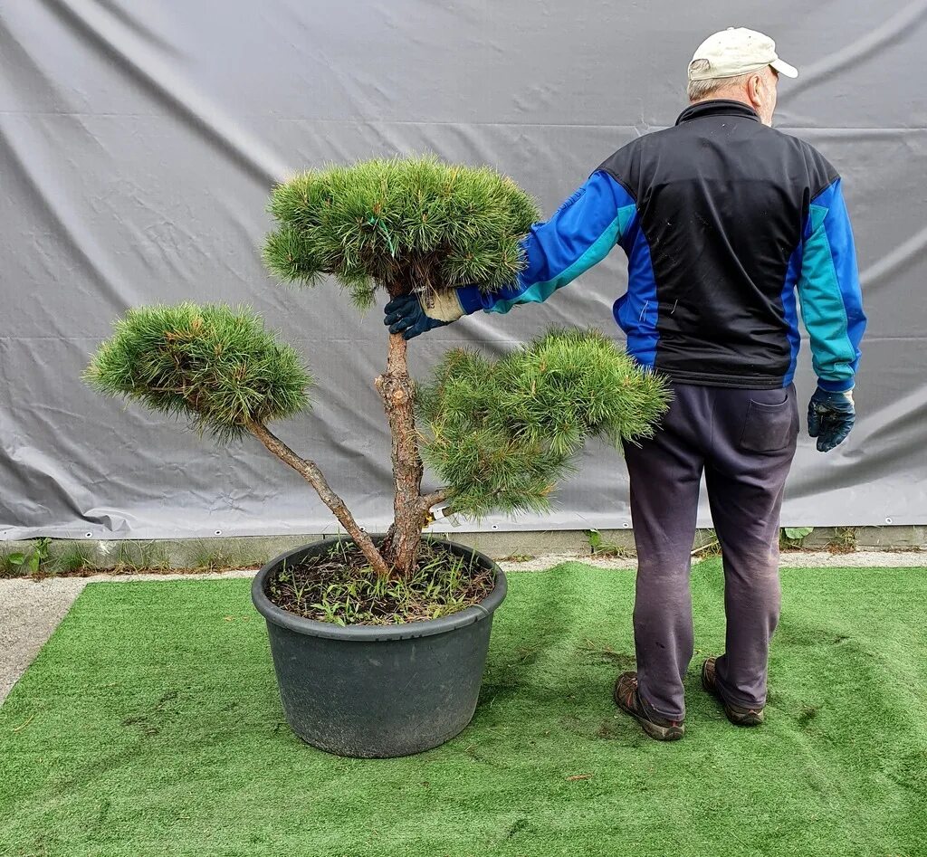 Стрижка хвойных. Pinus nigra ниваки. Бонсай ниваки. Сосна Горная ниваки. Сосна гималайская ниваки.