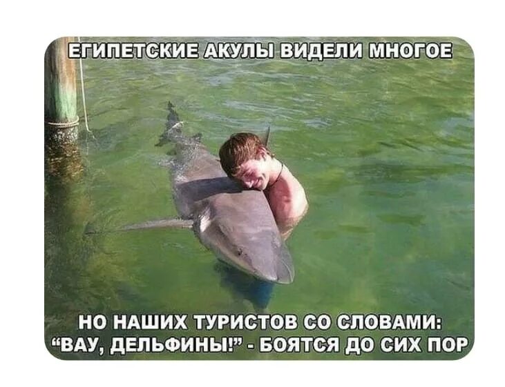 Увидел много нового. Акула обнимает. Вау дельфины боятся до сих пор. Египетские акулы видели многое но русских.