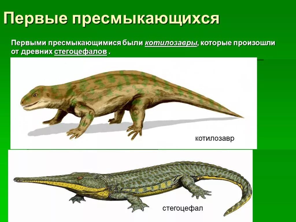 Назовите 3 пресмыкающихся. Древние пресмыкающиеся котилозавры. Котилозавры стегоцефалы. Котилозавры строение. Котилозавр предок.