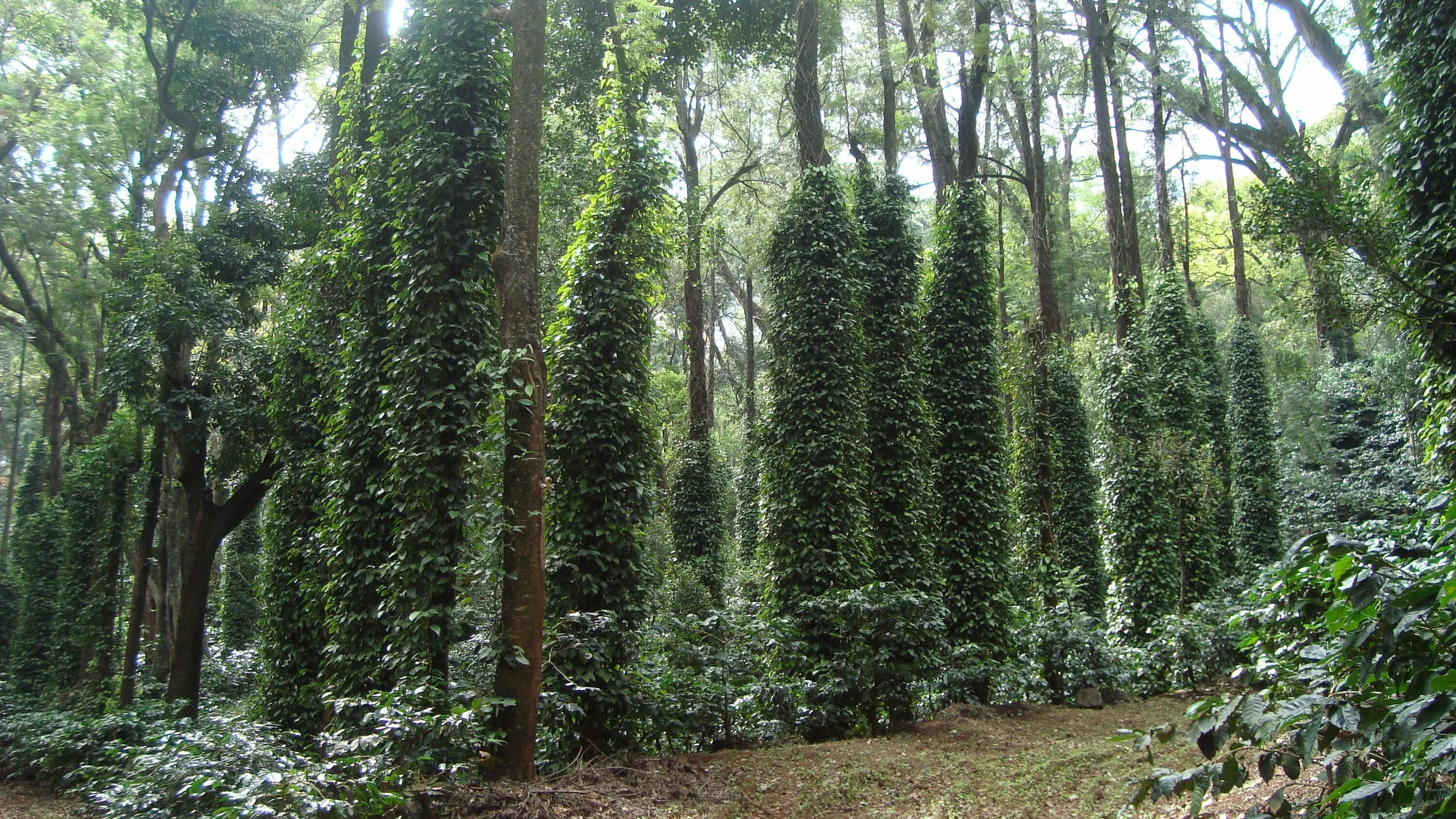 лианы тайланд. жнстколистные лема австралии. жестколистный вечнозеленый лес. тропические джунгли индии. жестколиственные вечнозеленые леса и кустарники австралии.